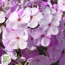 'PHLOX 'EARLY PRINCESS'®'